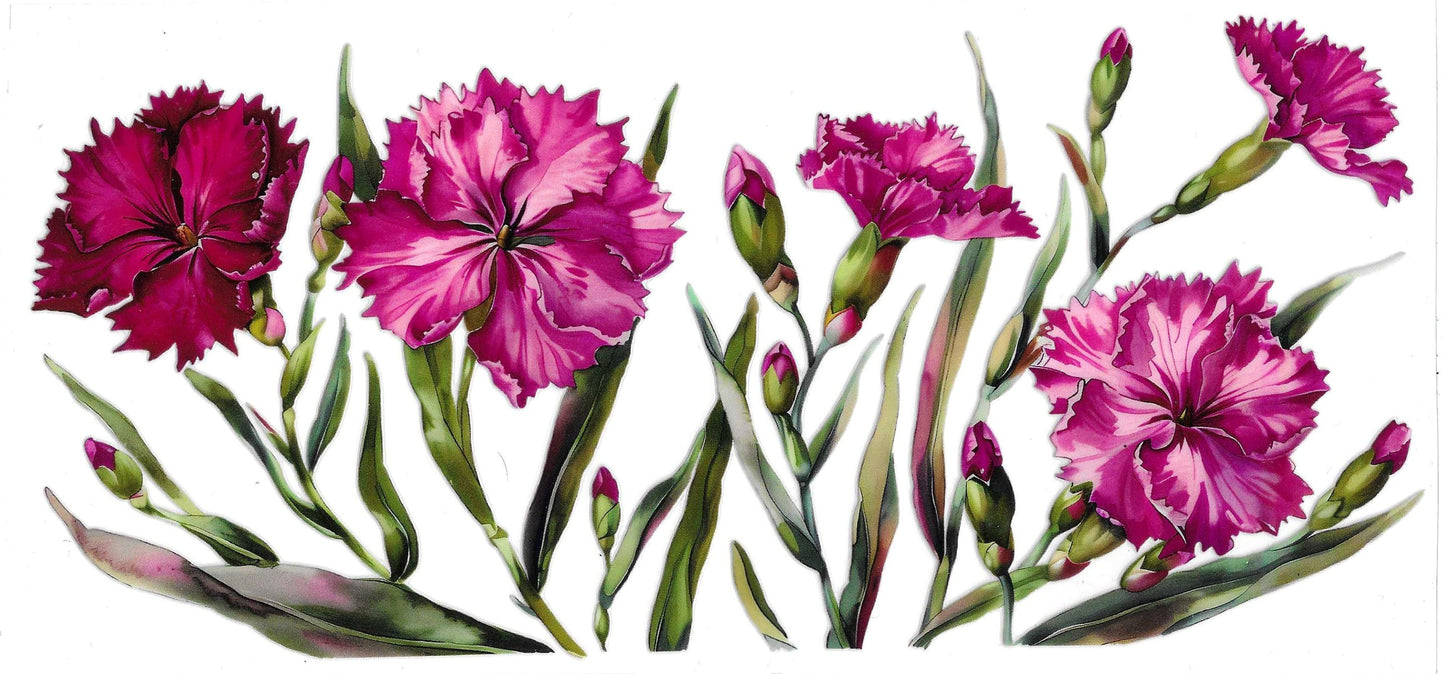 CARNATIONS