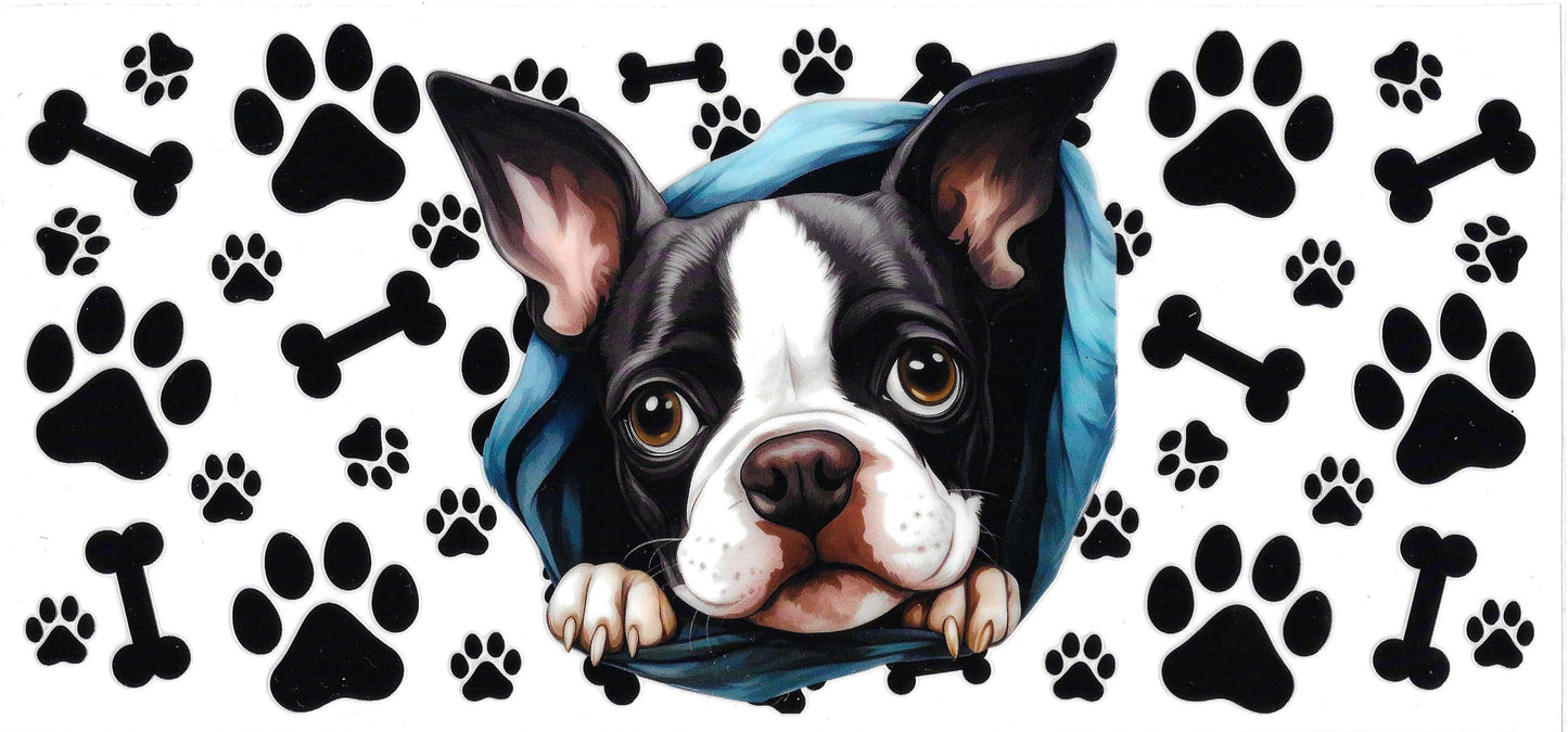 BOSTON TERRIOR