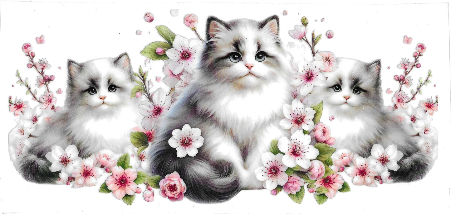 WHITE CATS CHERRY BLOSSOMS